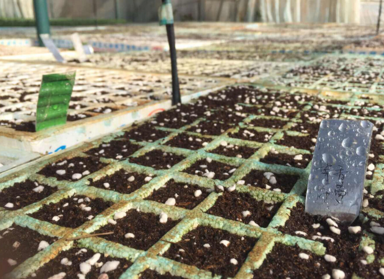 土壤緊實度測定儀:改良土壤的得力助手