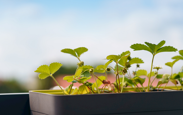 想要選擇高性價(jià)比的土壤養(yǎng)分檢測(cè)儀器？不妨看看這篇解析