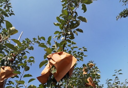 果蔬套袋對農(nóng)殘有影響嗎？用農(nóng)藥殘留速測儀一測便知