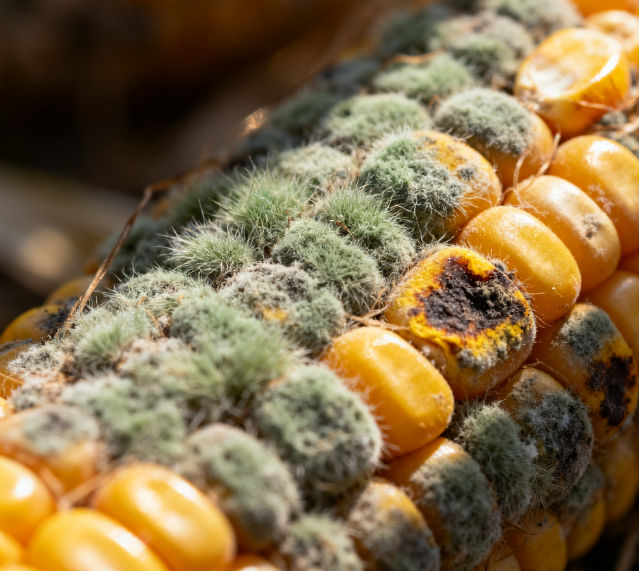 實驗室用真菌毒素檢測儀的工作原理是什么？如何選擇適合自己實驗室的真菌毒素檢測儀？