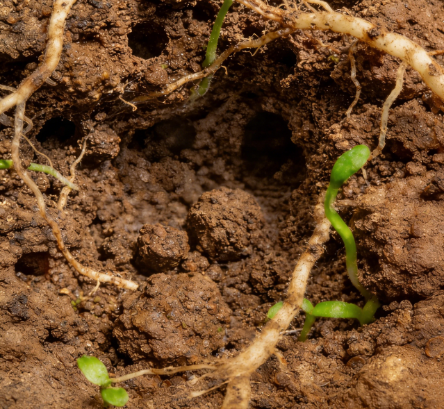 土壤碳通量測(cè)定儀:土壤呼吸研究的必備儀器